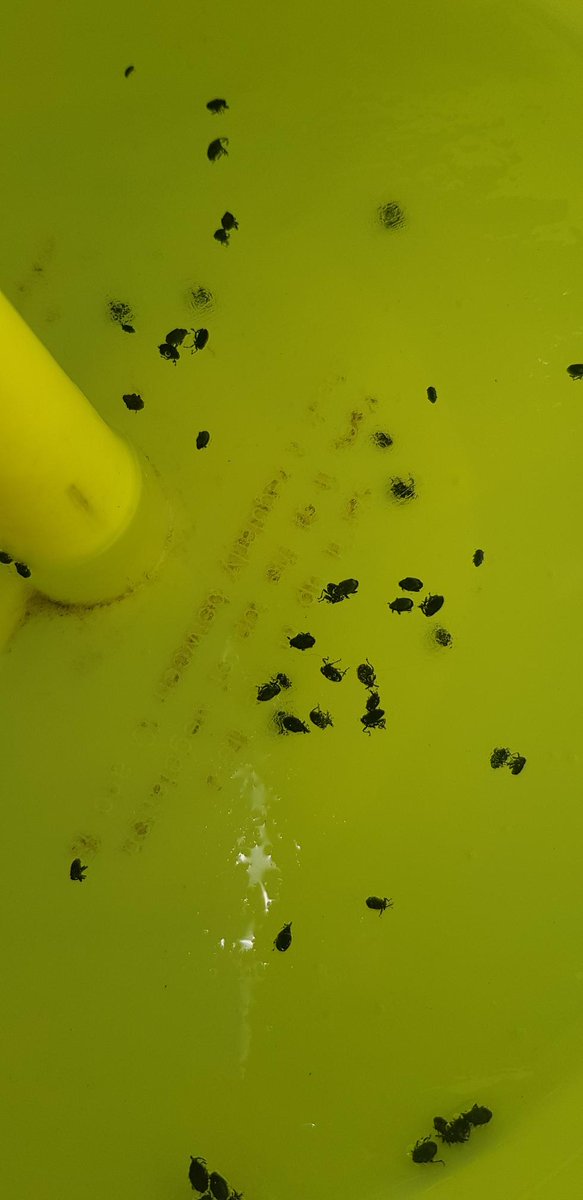 ServtecPvNORIA's tweet photo. Relevé des cuvettes ds le #colza ce matin, encore une vingtaine de charançons de la tige du colza...😯😯😯 un peu plus dans la cuvette connectée @noriapcoop @EstelleCleuet @MicWink80 @terresinovia @laurentjung54 @FranceAgricole @agrosolutions @Cropnuts_agron https://t.co/88X8cmMdVR