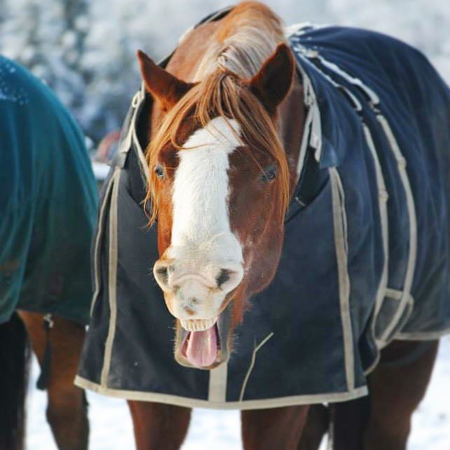 CheffCenter's tweet image. Aahhhhhh! Make it stop! Cheff will be closed AGAIN today, Monday, February 25th due to weather and road conditions. ☹️ #bombcycloneday? #overit