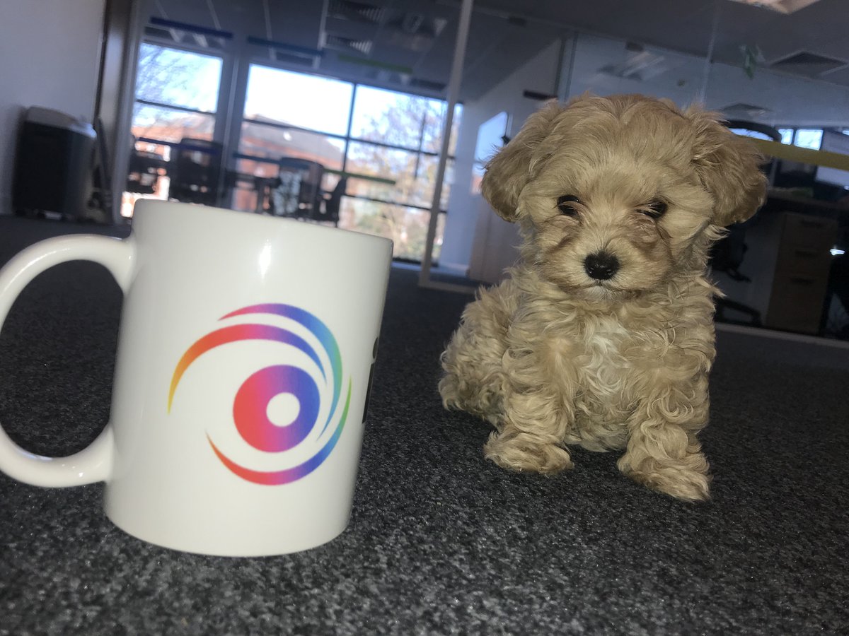 IT Talent tweet media