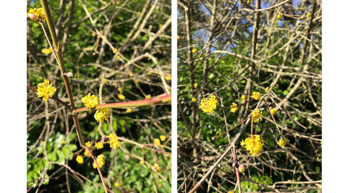 OnePlantADay's tweet photo. Can you name this plant? Answers on Sunday.  #namethatplant https://t.co/BsVSgQzqPr