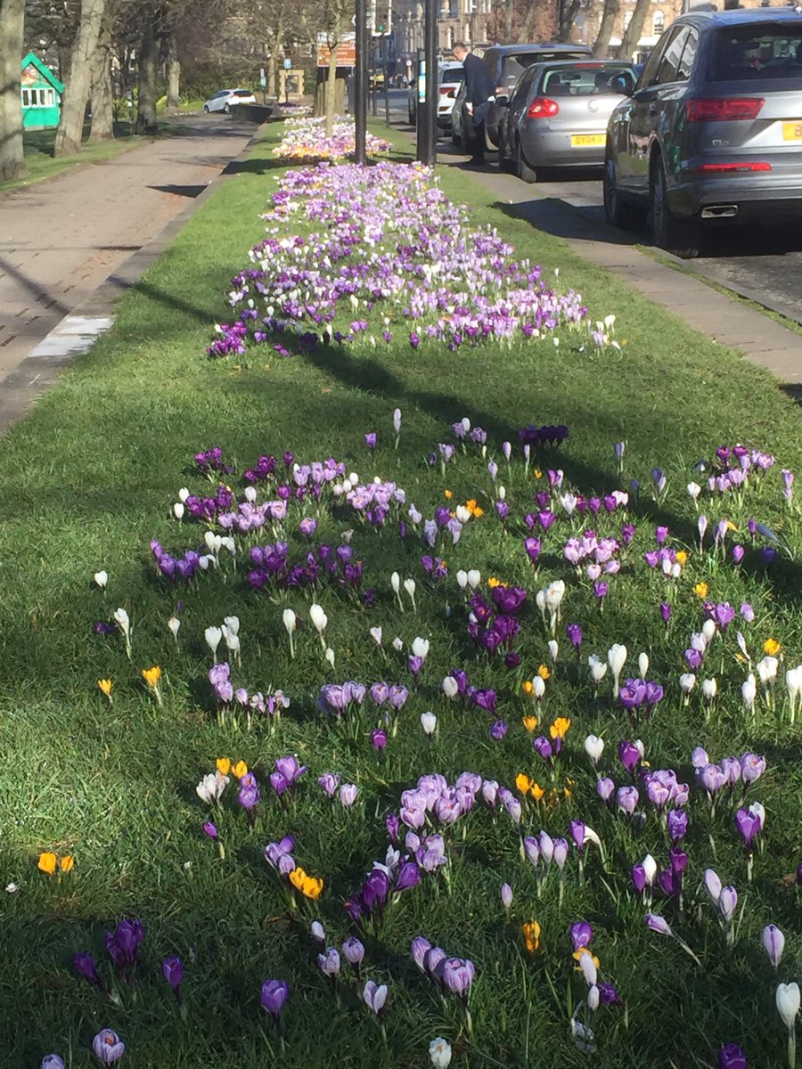 idontbakecakes's tweet photo. If you’re not taking photos of crocuses are even a Harrogatonian? #harrogate #crocus #inbloom https://t.co/1qxqcwMada