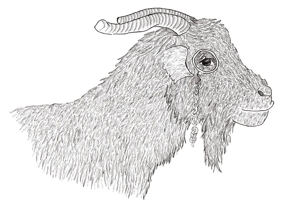 Angora goat png images | PNGEgg
