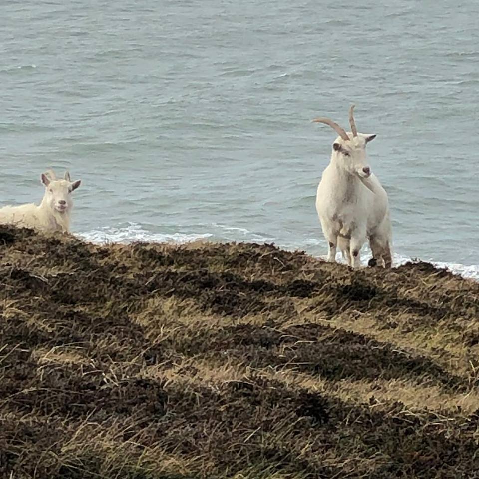 menaiholidays's tweet image. Lisa stayed with us last week &amp;amp; is writing an article for @simplethingsmag on her time on #Anglesey. We're looking forward to reading the April issue! Here are some lovely snaps from their walk from Rhoscolyn to Trearddur Bay.
#northwales #springbreaks #holidaycottage #familytime