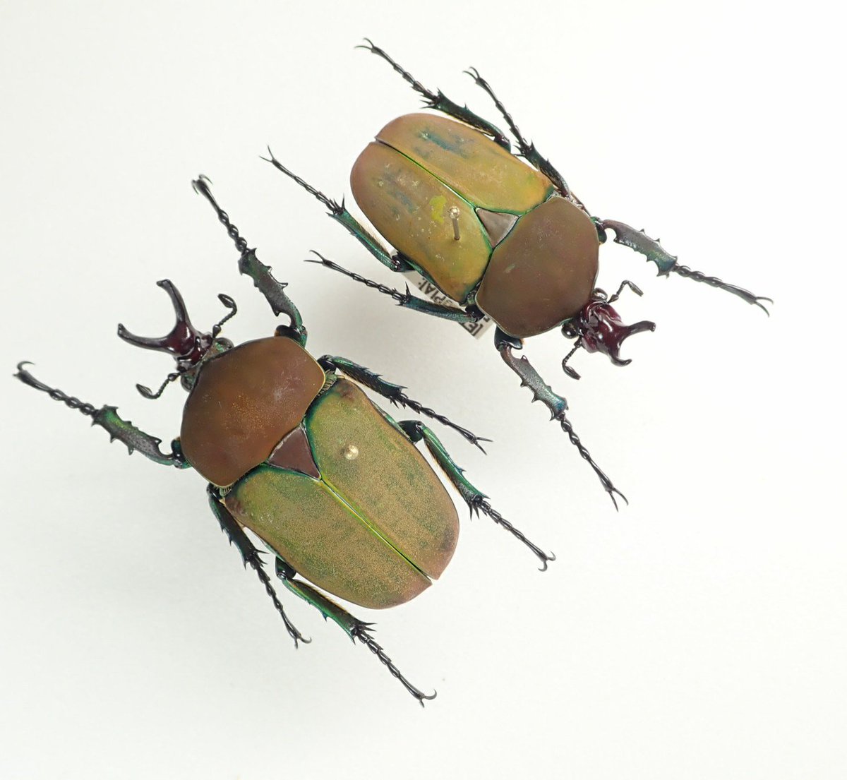 エチオピア産　モンビロードツノカナブン エチオピアのモンビロードツノカナブンの一種、Compsocephalus