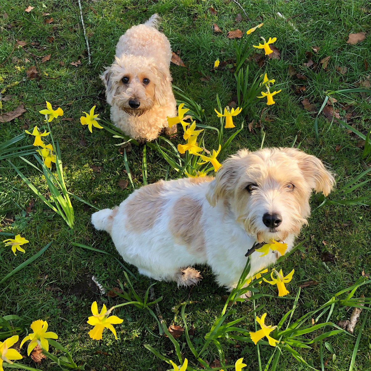 Spring is definitely in the air! Such a beautiful sunny dog walk round Bath this morning with my scruffs Piper &amp; Millie. Have a happy Monday all ☀️
#wildandwool #lovemydogs #miniaturewirehaireddachshund #sportinglucasterrier #dogsoftwitter #weloveBath #Springfresh