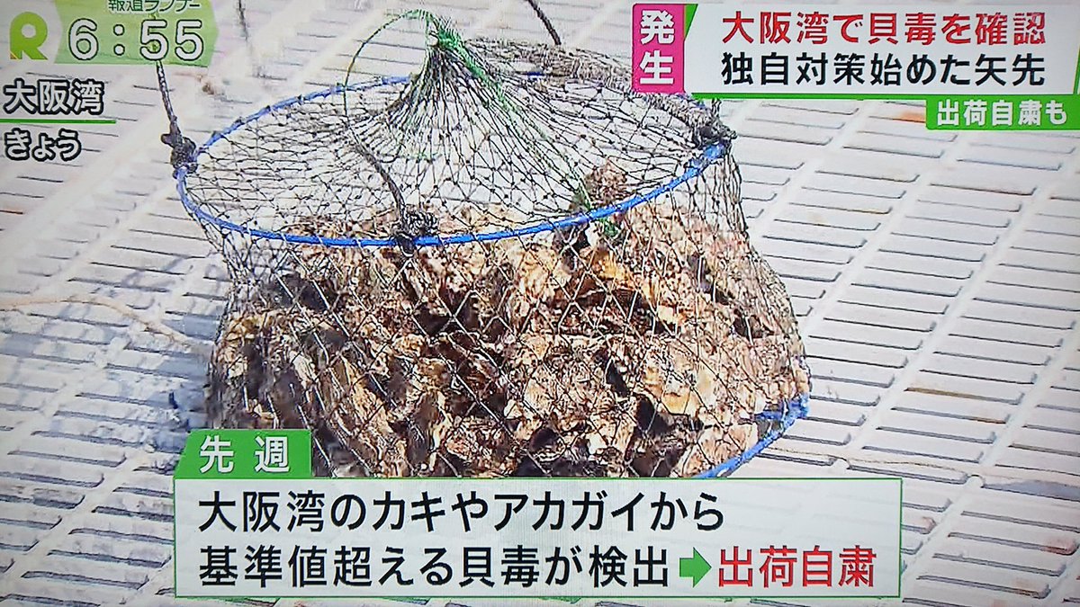 Take7700 No Twitter 残念 大阪湾のカキやアカガイから基準値を越える貝毒を検出 潮干狩りで貝を採っても食べないように ご注意下さい 大阪湾 貝 貝毒