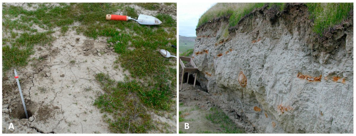Micro_MDPI's tweet image. Valley Fever on the Rise—Searching for Microbial Antagonists to the Fungal Pathogen  #Coccidioides  #immitis. View Full-Text: mdpi.com/2076-2607/7/2/…
This article belongs to the Section Environmental Microbiology: mdpi.com/journal/microo…