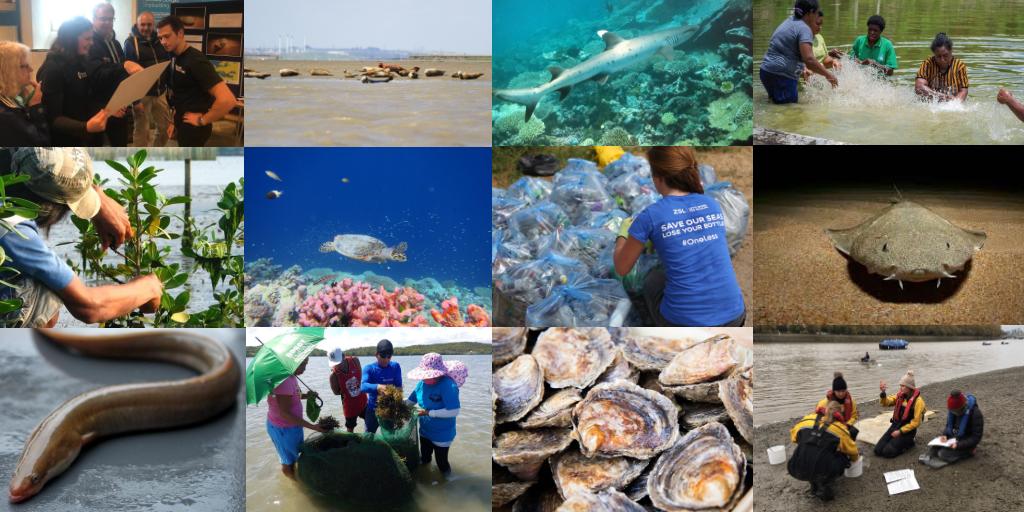 ZSLMarine's tweet photo. To celebrate the first World Wildlife Day (Sunday 3 March) to focus on life below water, this week we will be showcasing some of the inspiring work carried out by @ZSLMarine!
@OneLessBTL @FishNotPlastic @angelshark2014
@OurSeaOurLife @GBOceans @BIOTscience @NativeOysterNet https://t.co/lREvsXdm0u
