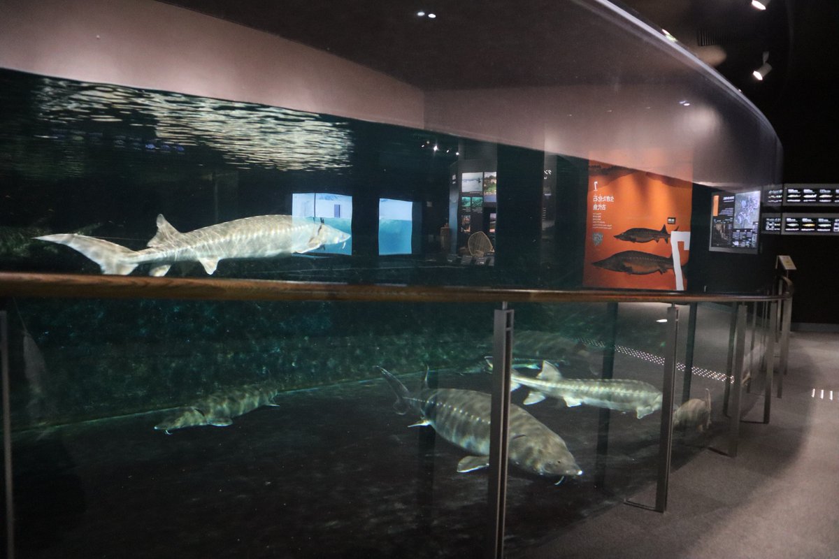 塩ら めん ここのチョウザメたちは本当に大きくて迫力があります 写真だとその大きさがうまく伝わらないので 皆さん是非会いに行ってあげてくださいっ 琵琶湖博物館 チョウザメ