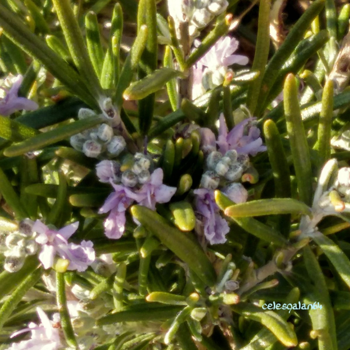 celesgalan64's tweet image. Los #primerosdelaclase  #libando por las #flores del #romero 
🐝🌺