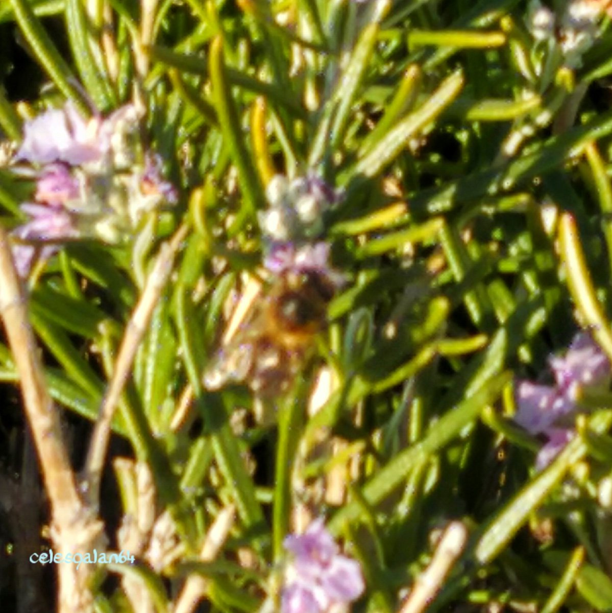 celesgalan64's tweet image. Los #primerosdelaclase  #libando por las #flores del #romero 
🐝🌺