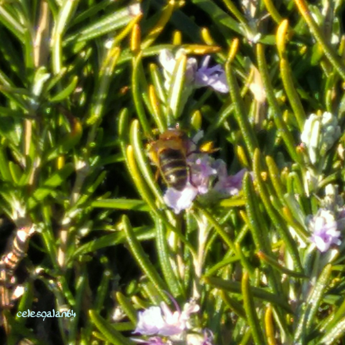 celesgalan64's tweet image. Los #primerosdelaclase  #libando por las #flores del #romero 
🐝🌺