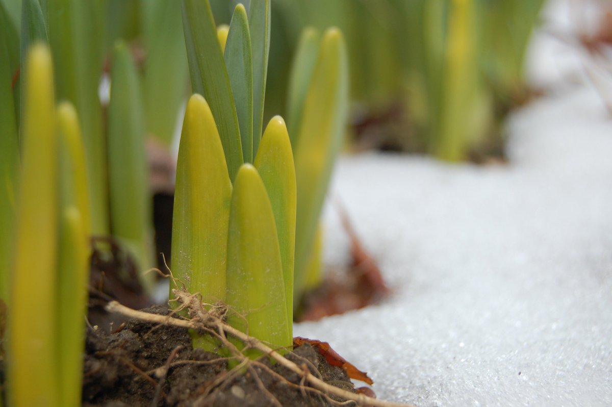 A dementia diagnosis doesn't mean you have to give up activities you enjoy, such as gardening. Simple adjustments mean you can continue to get into the garden and prepare for spring.

Find out more, with help from <a href="/The_RHS/">The RHS</a>, on dementia-friendly gardening: ow.ly/yfmM30nKEKR