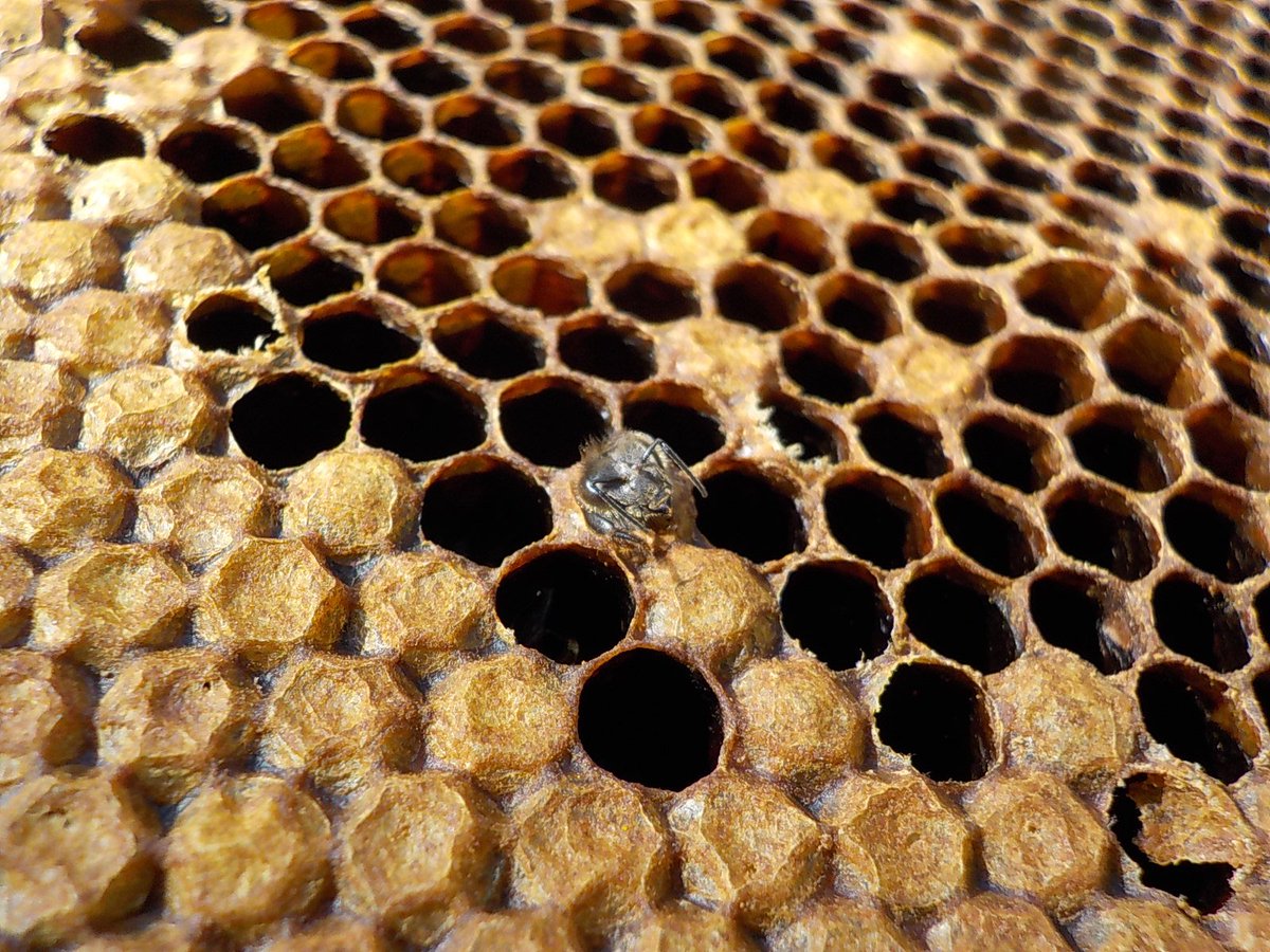 colmenesdetate's tweet photo. Hola tater@s¡¡¡ en esta foto podéis ver el nacimiento de una abeja obrera, rompiendo poco a poco la celdilla, para empezar su vida en la colmena, toda una experiencia¡¡ #abejaobrera #nacimientoabeja #abejas #Asturias https://t.co/y0v77iVBlZ