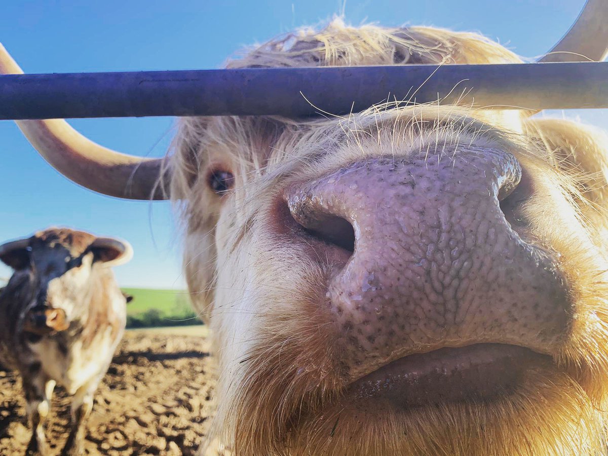 Time for a cow close up in the sunshine <a href="/HattonWorld/">Hatton Country World</a> #warwickshire