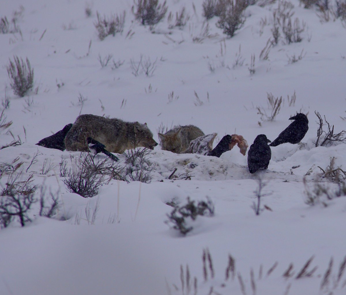 59NationalParks's tweet photo. We saw plenty of wolf spotters but no wolves during our #WinterInYellowstone adventure. There was a recent #bison kill, but every time we saw the spot it was populated with hungry coyotes and ravens. Still, there’s nothing better than a winter trip to @YellowstoneNPS #ParkChat https://t.co/tLZ8R8LsJd