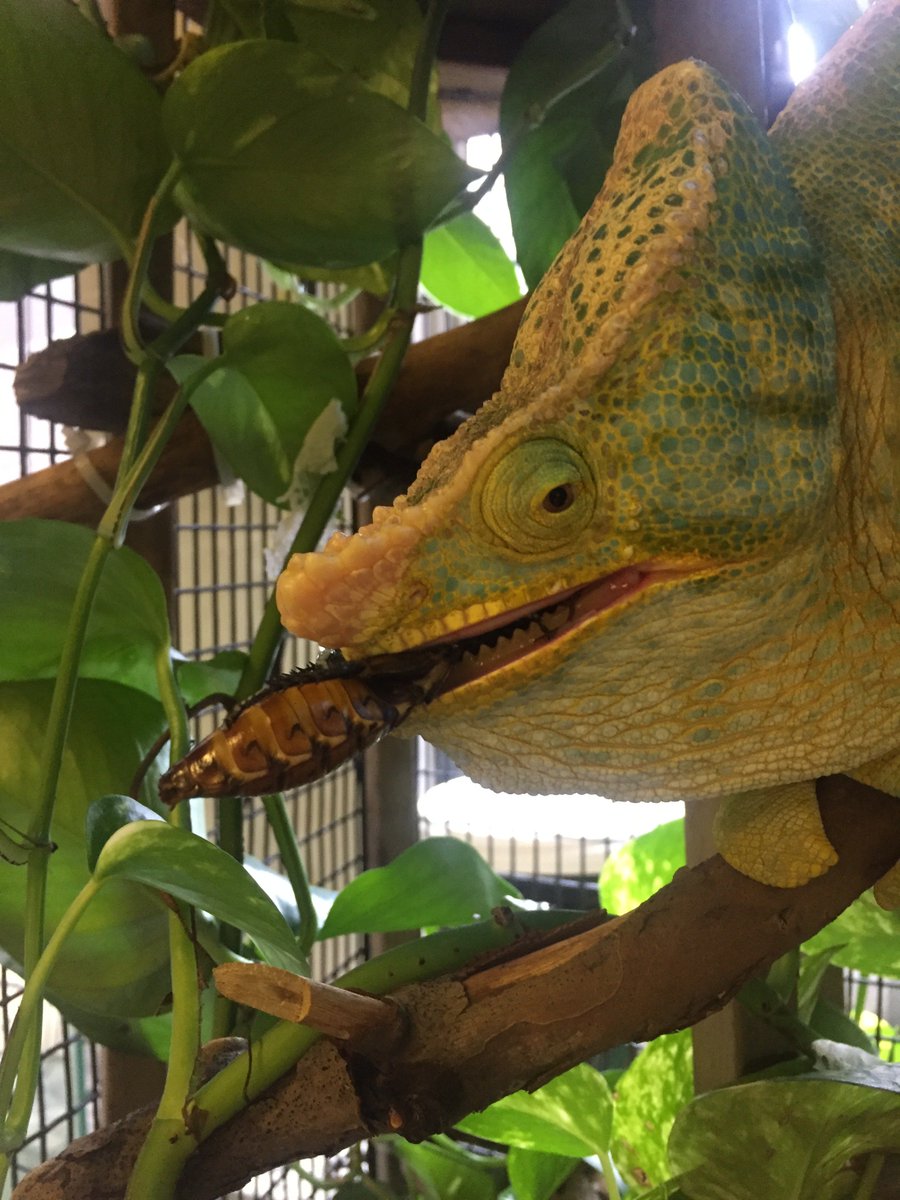 PseudohajeSci's tweet photo. Had so much fun talking to everyone who came out for @AMNH #ReptileEncounters with me and Lauren! A big shout out to our co-host, Small Wonder, for his fantastic display of ballistic tongue projection in chameleons! https://t.co/HHd9TbS10d