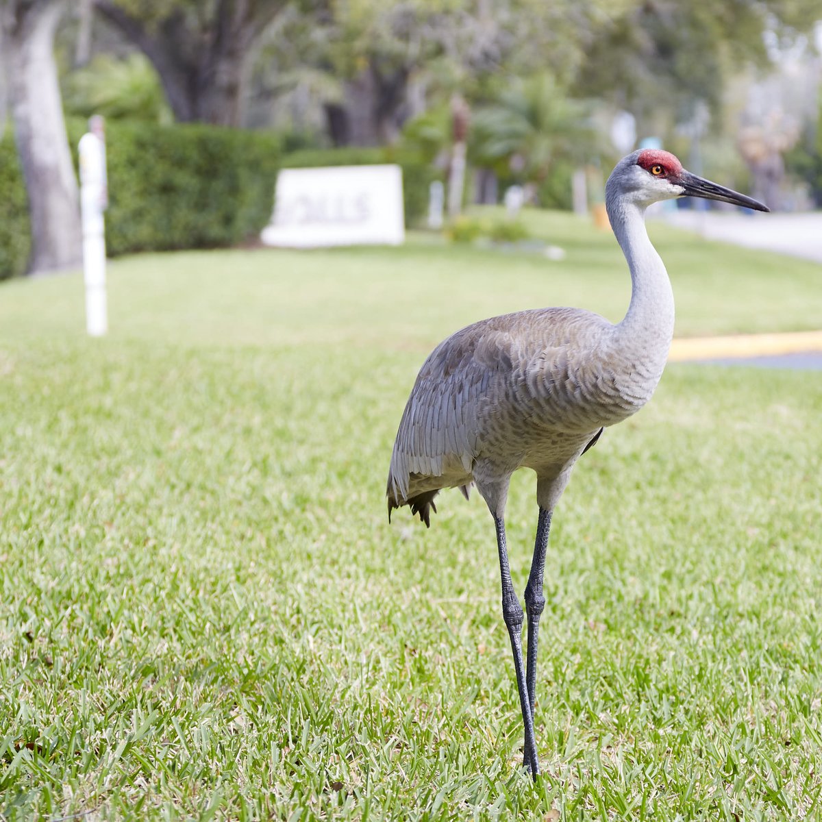 Beall Inc. tweet media