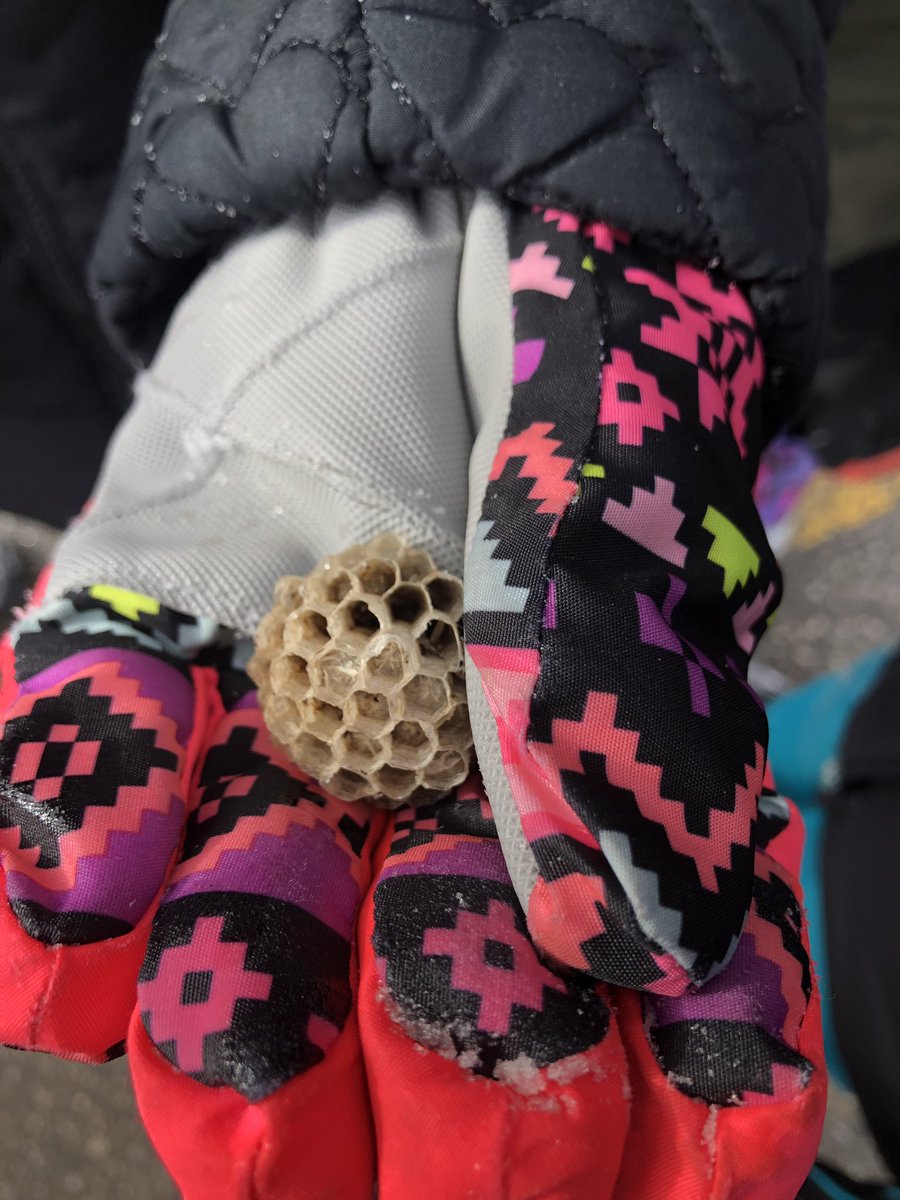 Nirvana Bissoon tweet media