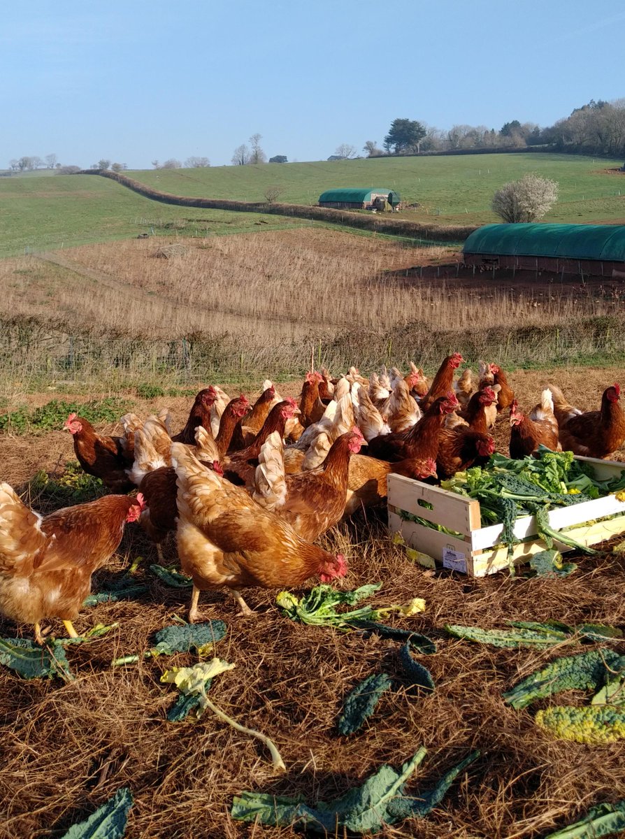 Riverford's tweet photo. This week the lucky hens at @orchardeggs are enjoying our organic cavolo nero.
Farmer Jerry collects grade out veg each time delivers eggs. Veg make their days and diet more varied and interesting, and we like to think the eggs taste better as a result! https://t.co/cdxEzWa0w4