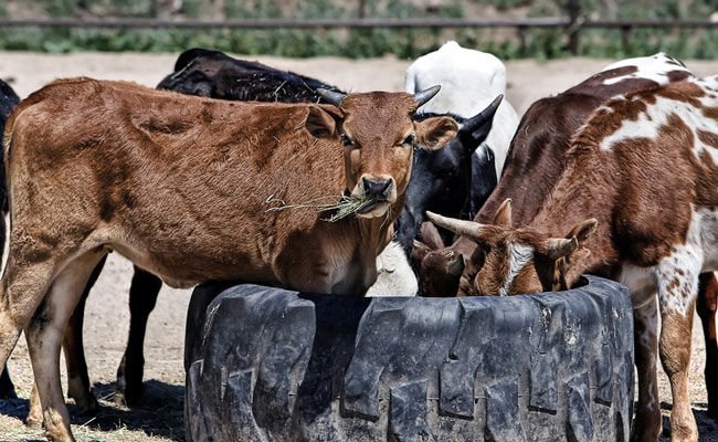 पशु आहार में प्रोटीन का महत्व

प्रोटीन, आहार का दूसरा सबसे महत्वपूर्ण अंश है। यह गाय का शरीर बनाता है और दूध उत्पादन में मदद करता है। आहार में पर्याप्त मात्रा का प्रोटीन पेट के सूक्ष्म जीवियों को चारे से पोषक तत्वों के निषकर्षण में मदद करता है।
#cattlefeed #pashuaahar #pashuahar