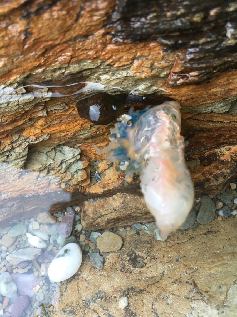 Heather Buttivant tweet media