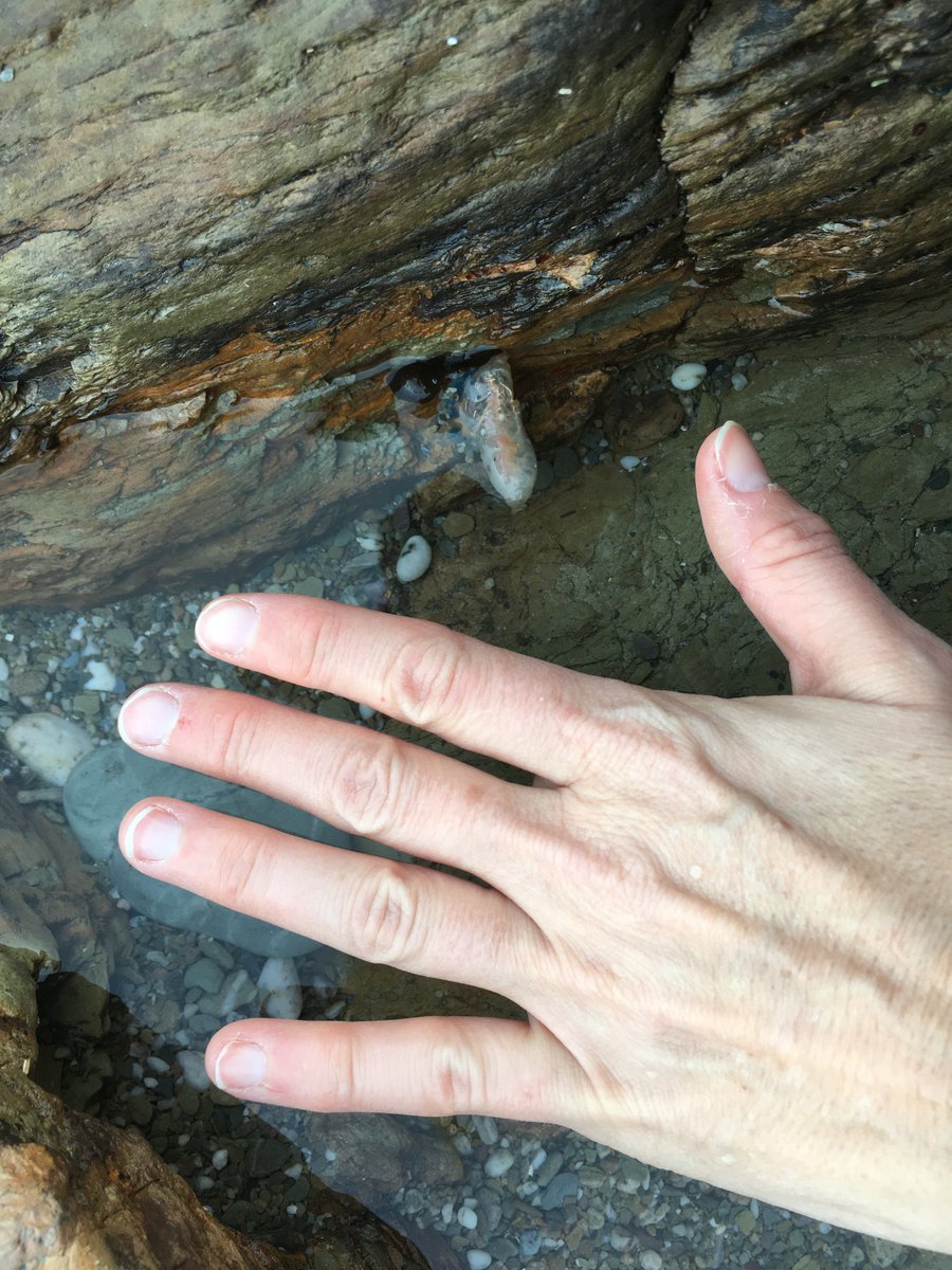 Heather Buttivant tweet media