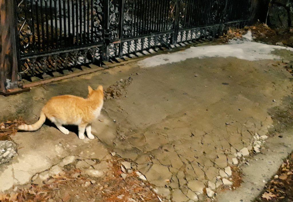 bau_cats's tweet photo. #고양이_뒷담화 

밥두그릇먹고 남의집앞에가서 삼일굶은척함 왜그러는지모르겟음 https://t.co/CKhS4H5vYZ