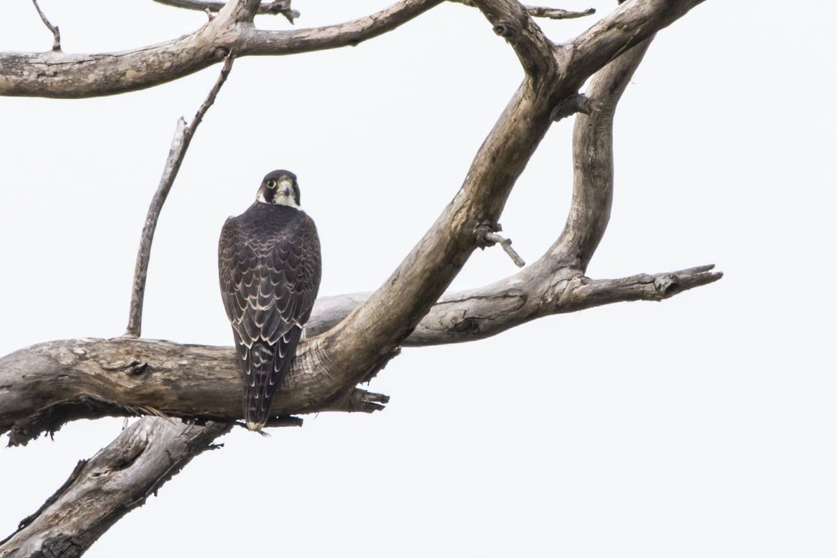 Hashtag Falcopellegrino Sur Twitter