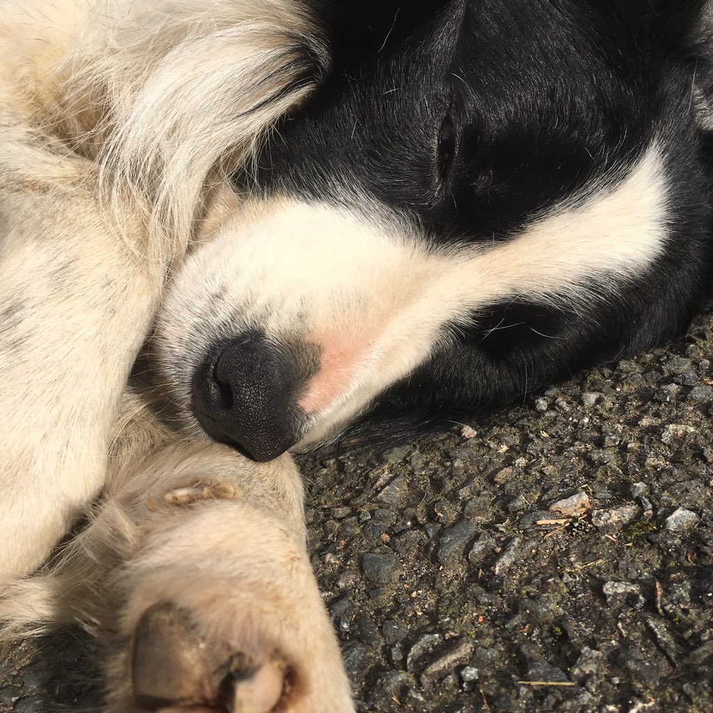 Spent much of my lunch break patting this adorable dog <a href="/Skip_GoG/">Skip at Gibb of Galston</a>