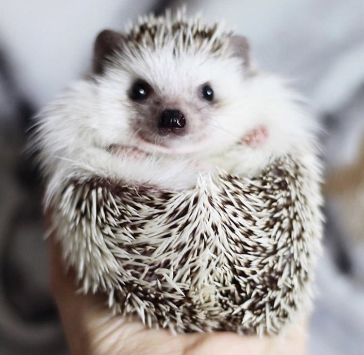 daily__hedgehog's tweet photo. Monday 25th February, 2019 https://t.co/fpWBa0AaZx