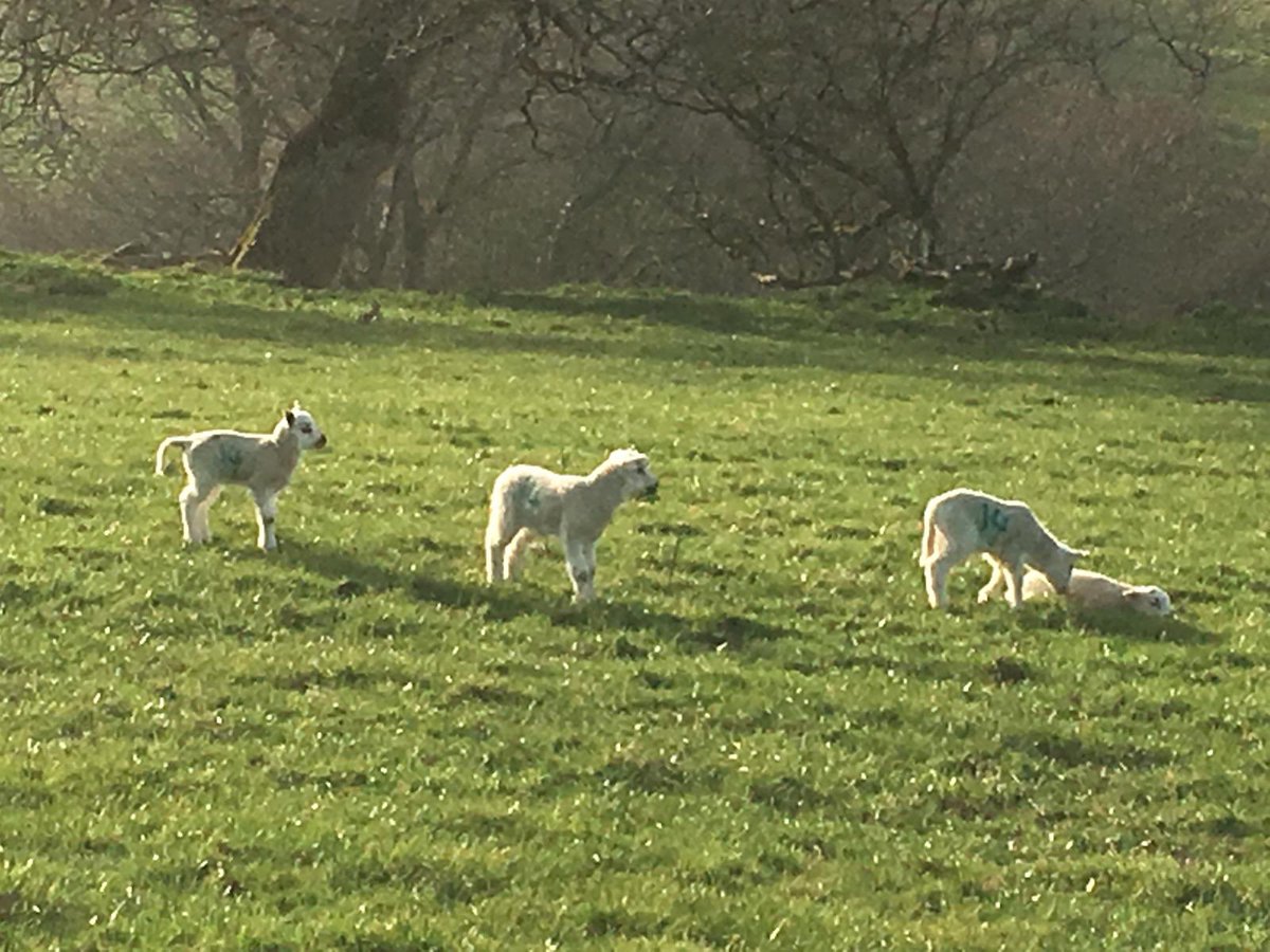 Fluffy #springlambs! What did you see on your #weekendwalks?