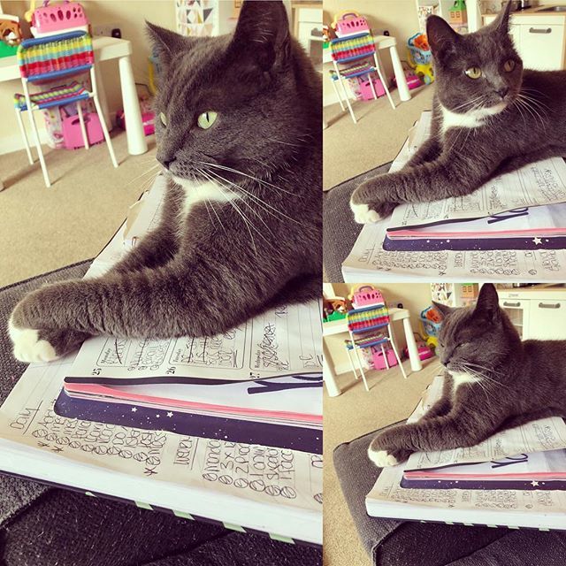 rutharbonne's tweet photo. When you’re trying to get jobs done 🙈🤭😽 #catsofinstagram #catfun #helpingmummy #gloria #princess 💕 https://t.co/5lUVqQFZeC https://t.co/4XelKBIhTP
