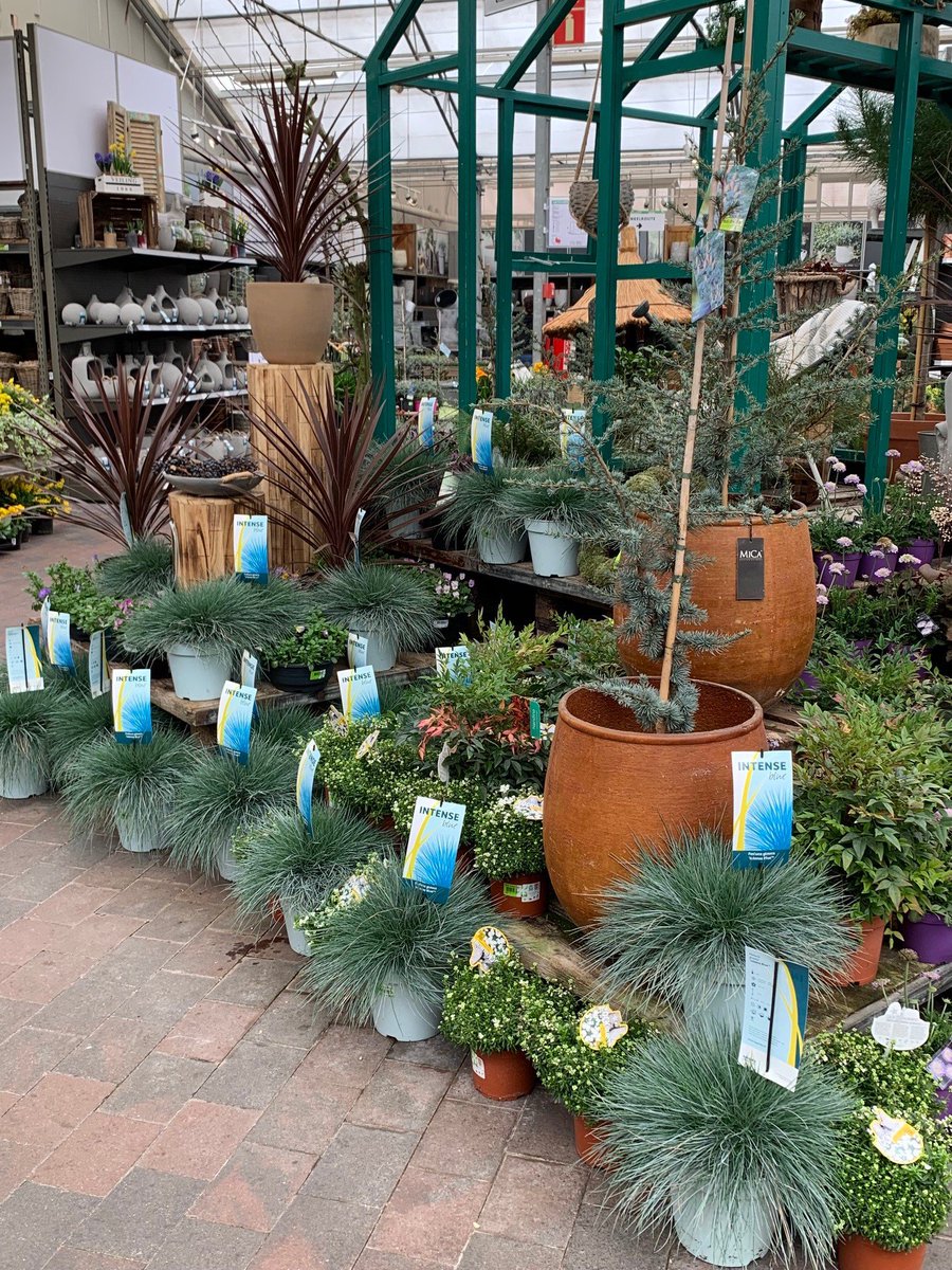 amigra's tweet photo. Gezien bij een Intratuin Filiaal! Onze Intense Blue grassen! Maar ook de Carex Evergold met mooie aren en de Festuca gautieri AmiGreen.
#Trots #AMIGRA #IntenseBlue #Grasses #Carex #AmiGreen #Intratuin #voorjaar https://t.co/CP1wZTGdBj