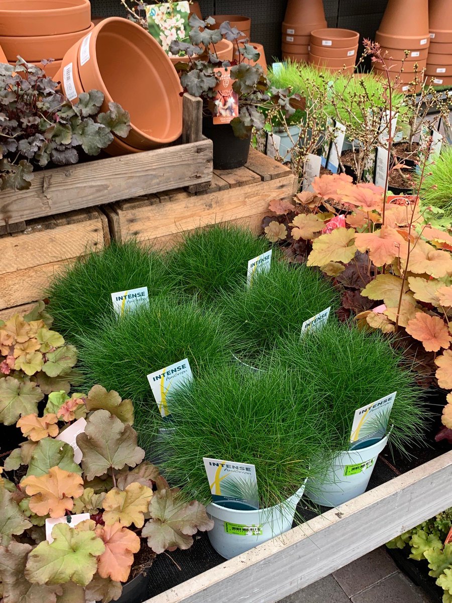 Gezien bij een Intratuin Filiaal! Onze Intense Blue grassen! Maar ook de Carex Evergold met mooie aren en de Festuca gautieri AmiGreen.
#Trots #AMIGRA #IntenseBlue #Grasses #Carex #AmiGreen #Intratuin #voorjaar