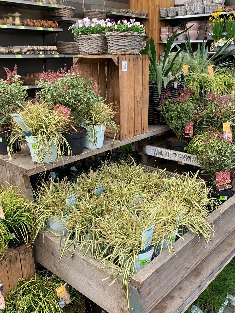 amigra's tweet photo. Gezien bij een Intratuin Filiaal! Onze Intense Blue grassen! Maar ook de Carex Evergold met mooie aren en de Festuca gautieri AmiGreen.
#Trots #AMIGRA #IntenseBlue #Grasses #Carex #AmiGreen #Intratuin #voorjaar https://t.co/CP1wZTGdBj
