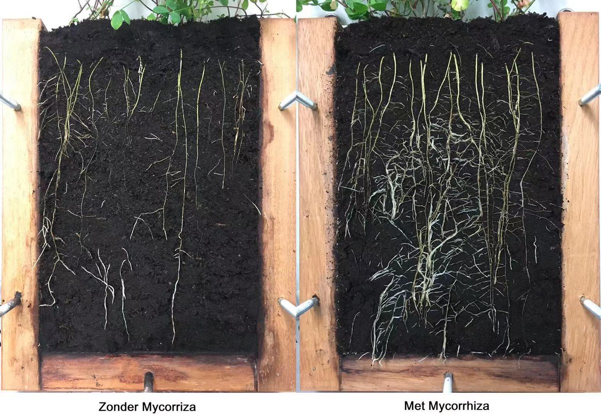 An obvious comparison experiment on Medicago sativa. 
8 weeks of growing. 
Right: Applied with VA-PWI mycorrhizal fungi product. 
Left: Control (no mycorrhizal fungi applied).