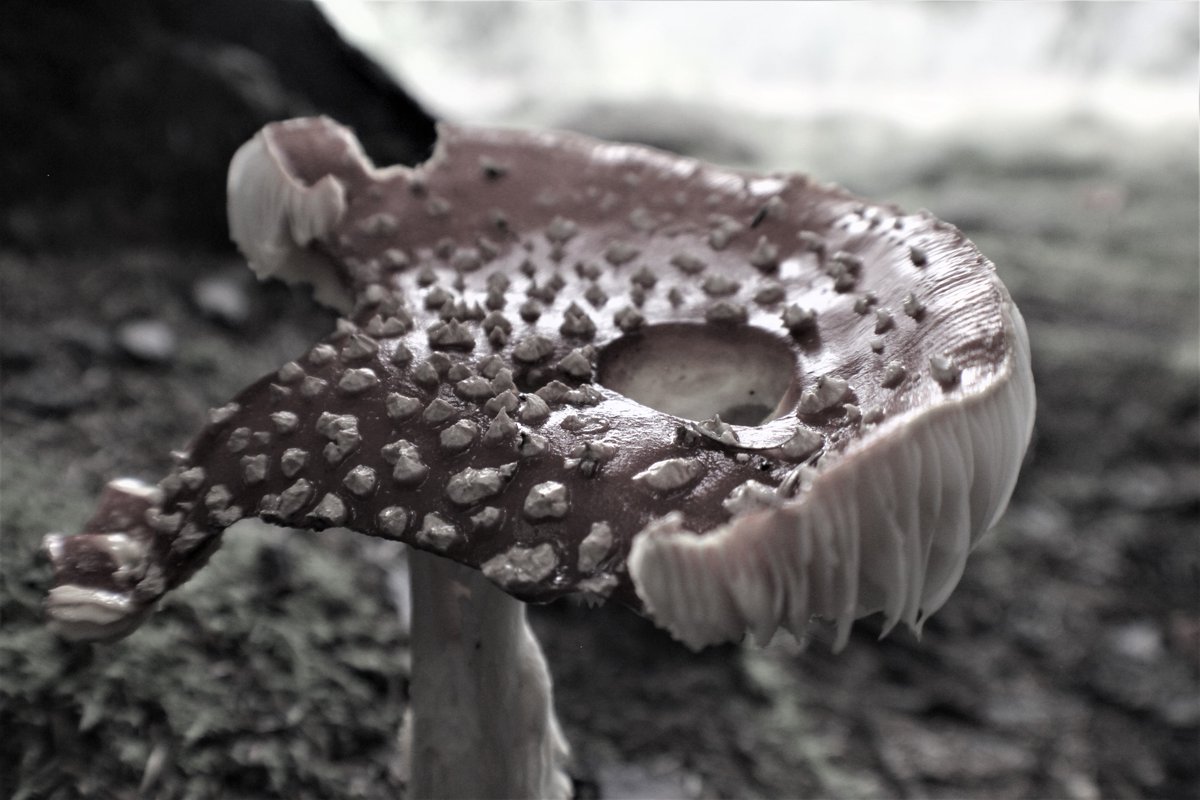 RHSCArtDept tweet media