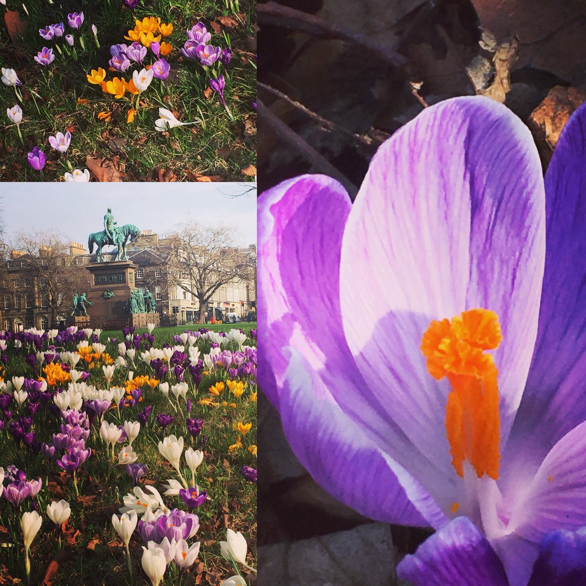 #Crocus #CharlotteSquare #Edinburgh #Spring