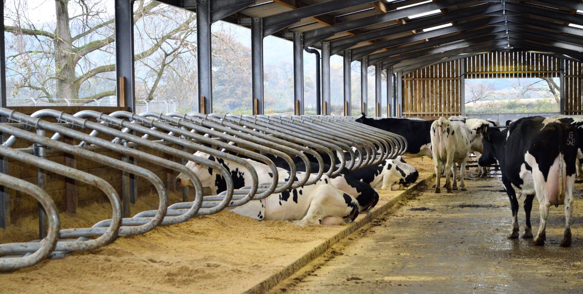 Midhants's tweet photo. Your herd deserves the best - and that's what you can expect us to deliver to you.  Our team of trucks works across the UK too bring quality products to your farm #beddingsand #cattle #cattleshed #aggregates #softsand #farmdeliveries #midhants https://t.co/GCjwFYTrGb
