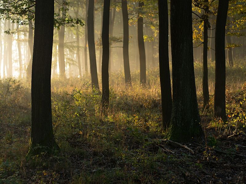 Forests are changing
According to researches, human activities are causing #forests to emit more #gases that contribute to #smog, #acid_rain and #respiratory problems. #Environmentalists and governments must take an action!
#environment #nature 
bit.ly/2UX690Y