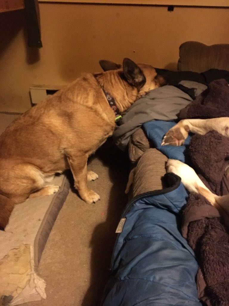 jayhiskey's tweet image. Me and 1 of my dogs have the whole couch, the other one can’t fit. He’s having a #NationalEmergency