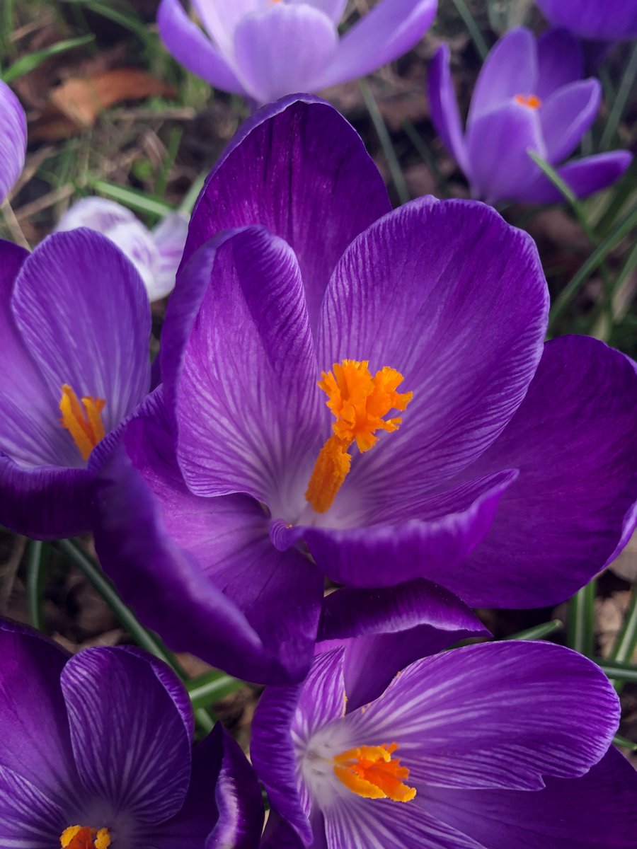 Spring has arrived in Glasgow!💜 #ScotlandIsNow #Scotland <a href="/VisitScotland/">VisitScotland</a>