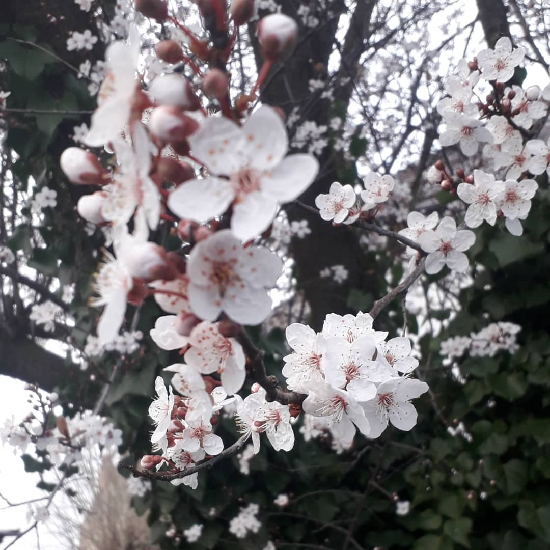 Cherry plum in bloom and this bee's pockets are full.