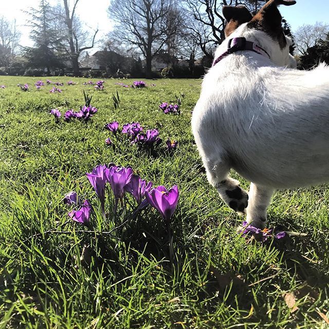 thebenoakley's tweet photo. Did you say #squirrel #crocus #jackrussellterrier #beckenhamrec #monstercampaign https://t.co/7ZEIV5zxde https://t.co/JsCVEmDr8Y
