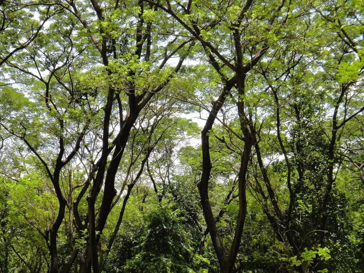 The Forgotten Forests of Latin America – Professor Toby Pennington from <a href="/ExeterGeography/">ExeterGeography</a> <a href="/UniofExeter/">University of Exeter</a>. 13 March 2019 7.00pm-8.30pm, Newman Green Lecture Theatre, Streatham Campus, University of Exeter. See for details: rgs.org/events/the-for…