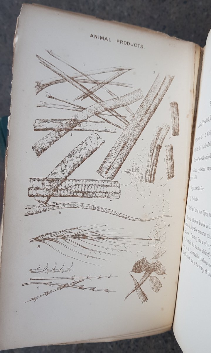 pumphousemuseum's tweet photo. I know how much you all enjoyed yesterday's bacteria book photos, so for #microscopemonday here are some lovely lithographs from the 1883 edition of A Guide to the Microscopical Examination of Drinking Water... 
#lithographs #bacteria #sciencehistory #microscope #victorianscience https://t.co/N0dIMJcrj0
