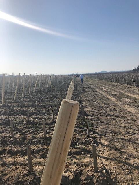 Mise en place des piquets, des fils, des amarres...pour le palissage de nos jeunes plantations🌱. Merci à Edouard RIBEIRO et à toute son équipe pour cet excellent travail au cordeau.😉😃☀️#winelovers #stemilion #stemiliongrandcruclassé #plantation #palissage #jeunesplants