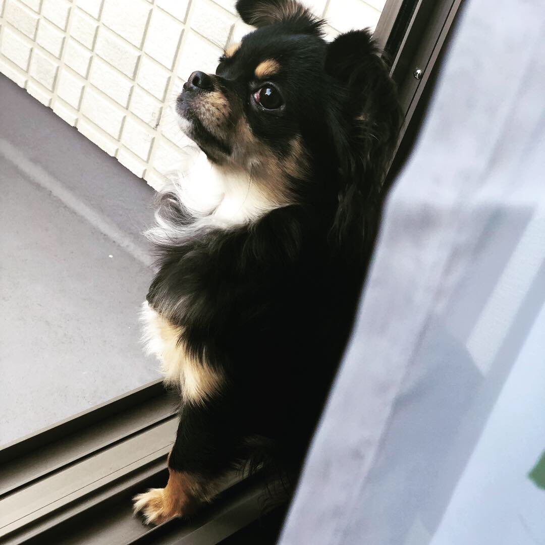 Mylo おそとに行きたい チワワ ロングコートチワワ ロングコートチワワブラックタン タレ耳チワワ お散歩に行きたい さみしげワンコ 今日のわんこ 子犬 T Co O5dbykxjre Twitter