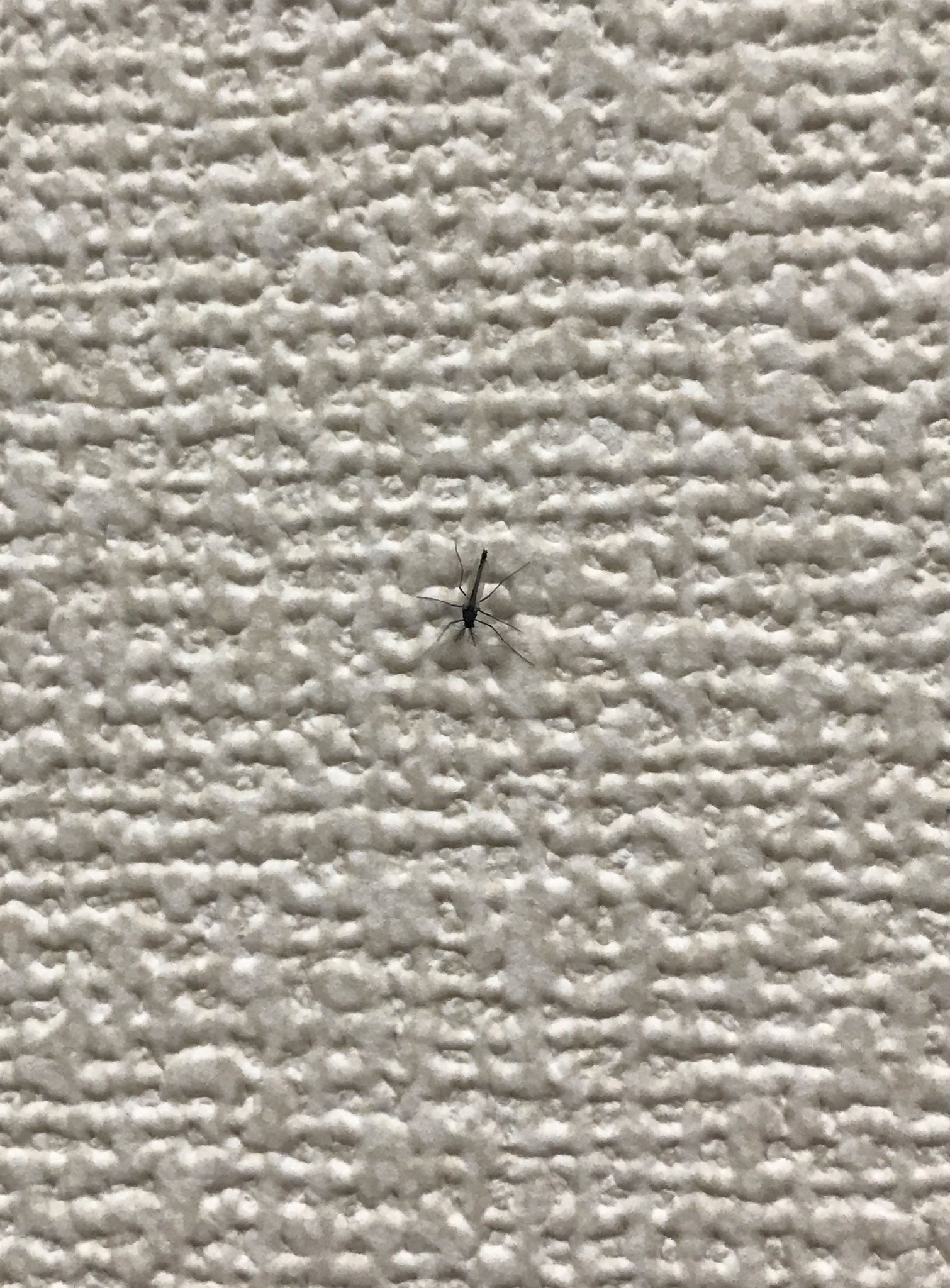 エイブラムズ 家の中をクルクル飛び パソコンの画面にチラチラしたり 蛍光灯のカバーの中に溜まるコイツがベランダに大量発生している 調べてびっくりした キソガワフユユスリカというらしい 木曽川水系の地域に大量発生するらしい エイブラムズ 家の中をクルクル飛び パソコンの画面にチラチラしたり 蛍光灯のカバーの中に溜まるコイツがベランダに大量発生している 調べてびっくりした キソガワフユユスリカというらしい 木曽川水系の地域に大量発生するらしい